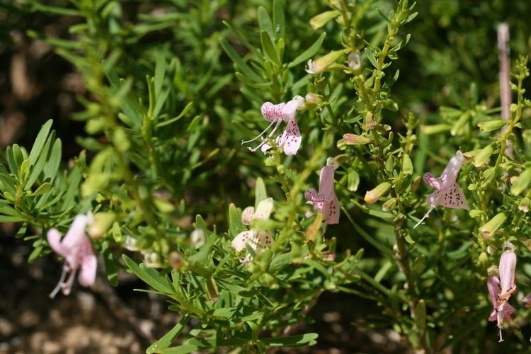 Dicerandra Native Florida Wildflowers Scrub Balm Dicerandra frutescens