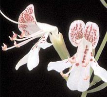 Dicerandra frutescens httpsuploadwikimediaorgwikipediacommonsthu