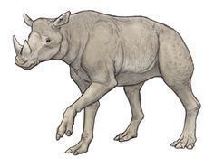 Diceratherium Kennis amp Kennis Animal Art IV Pinterest Animals