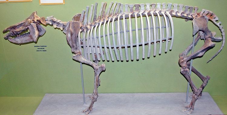 Diceratherium Diceratherium Wikipedia