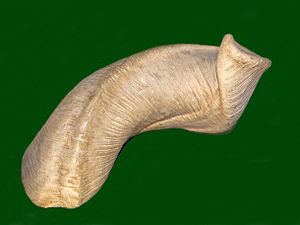 Dicerocardiidae httpsuploadwikimediaorgwikipediacommonsthu
