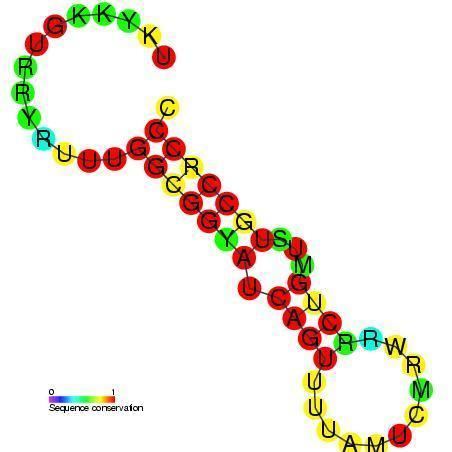 DicF RNA