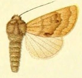 Dichagyris amoena
