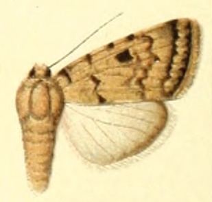 Dichagyris eremicola