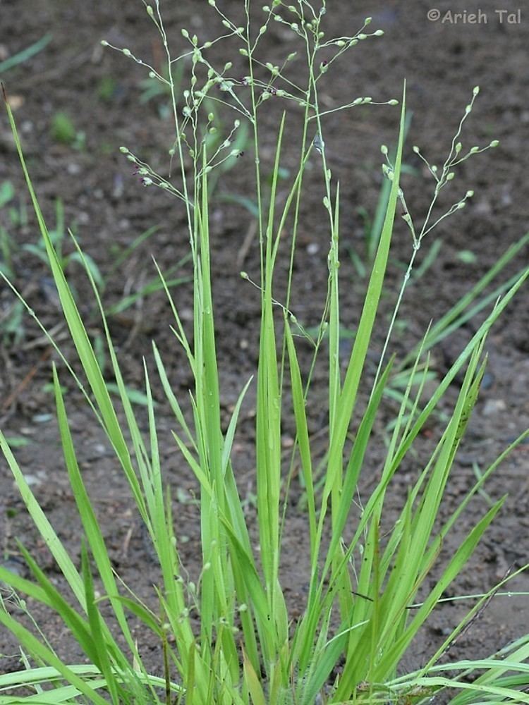 Dichanthelium Dichanthelium linearifolium linearleaved rosettepanicgrass Go