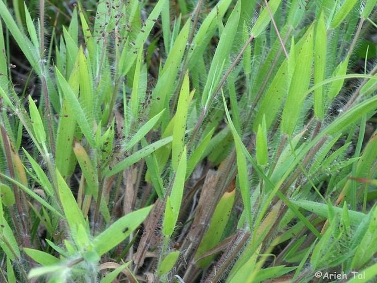 Dichanthelium Dichanthelium acuminatum hairy rosettepanicgrass Go Botany