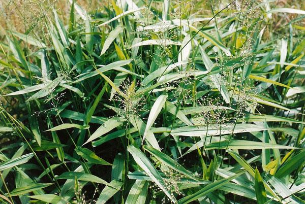 Dichanthelium clandestinum Dichanthelium clandestinum Deertongue Grass