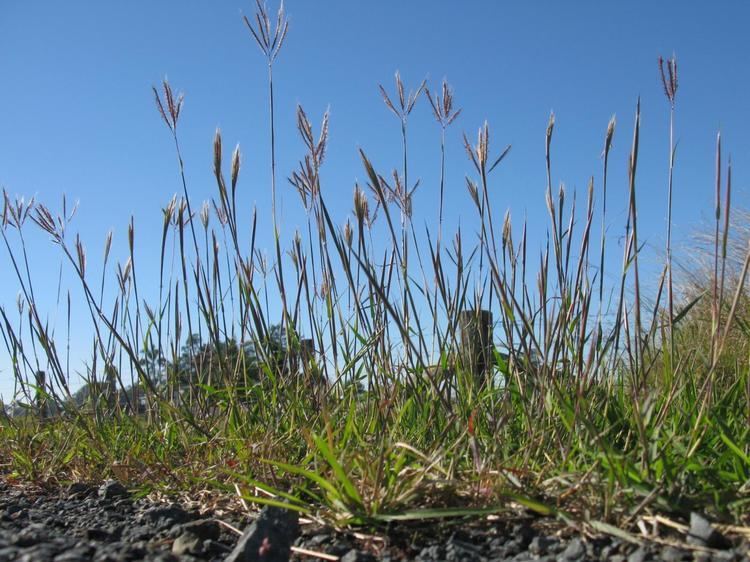 Dichanthium Marvel grass Dichanthium annulatum Feedipedia