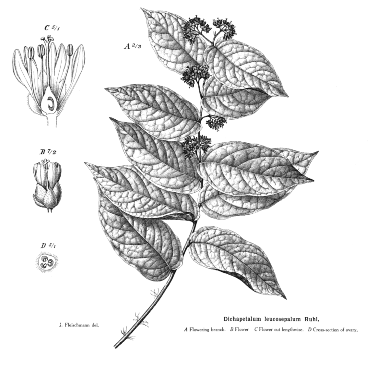 Dichapetalaceae deltaintkeycomangioimagesdicha308gif