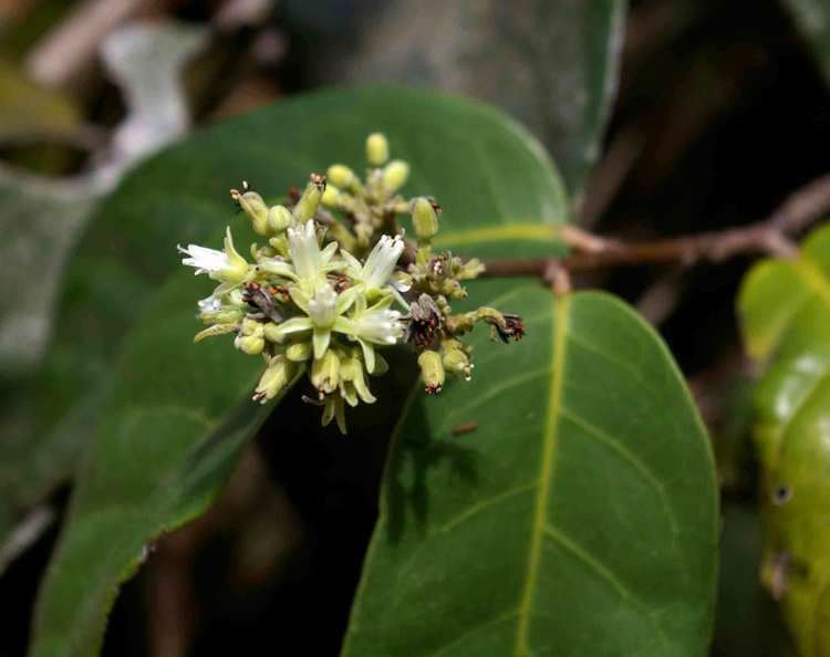 Dichapetalum Flora of Mozambique Species information individual images