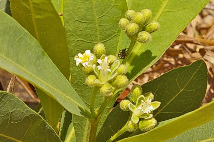 Dichapetalum cymosum Flora of Zambia Species information individual images