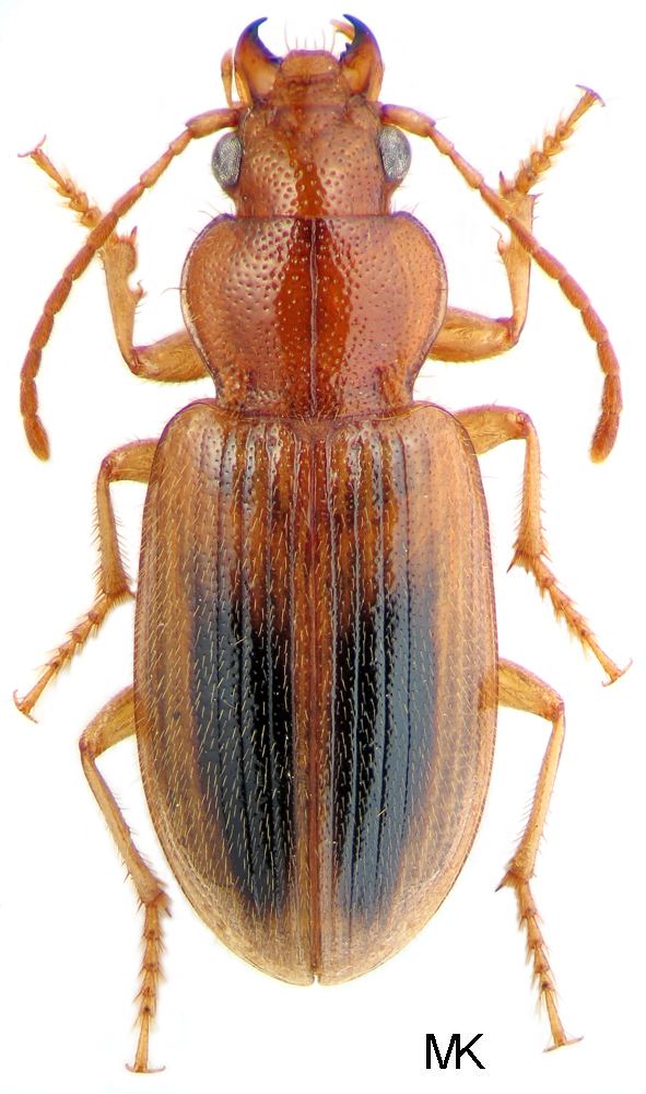 Dicheirotrichus Genus Dicheirotrichus Jacquelin du Val 1857 Carabidae