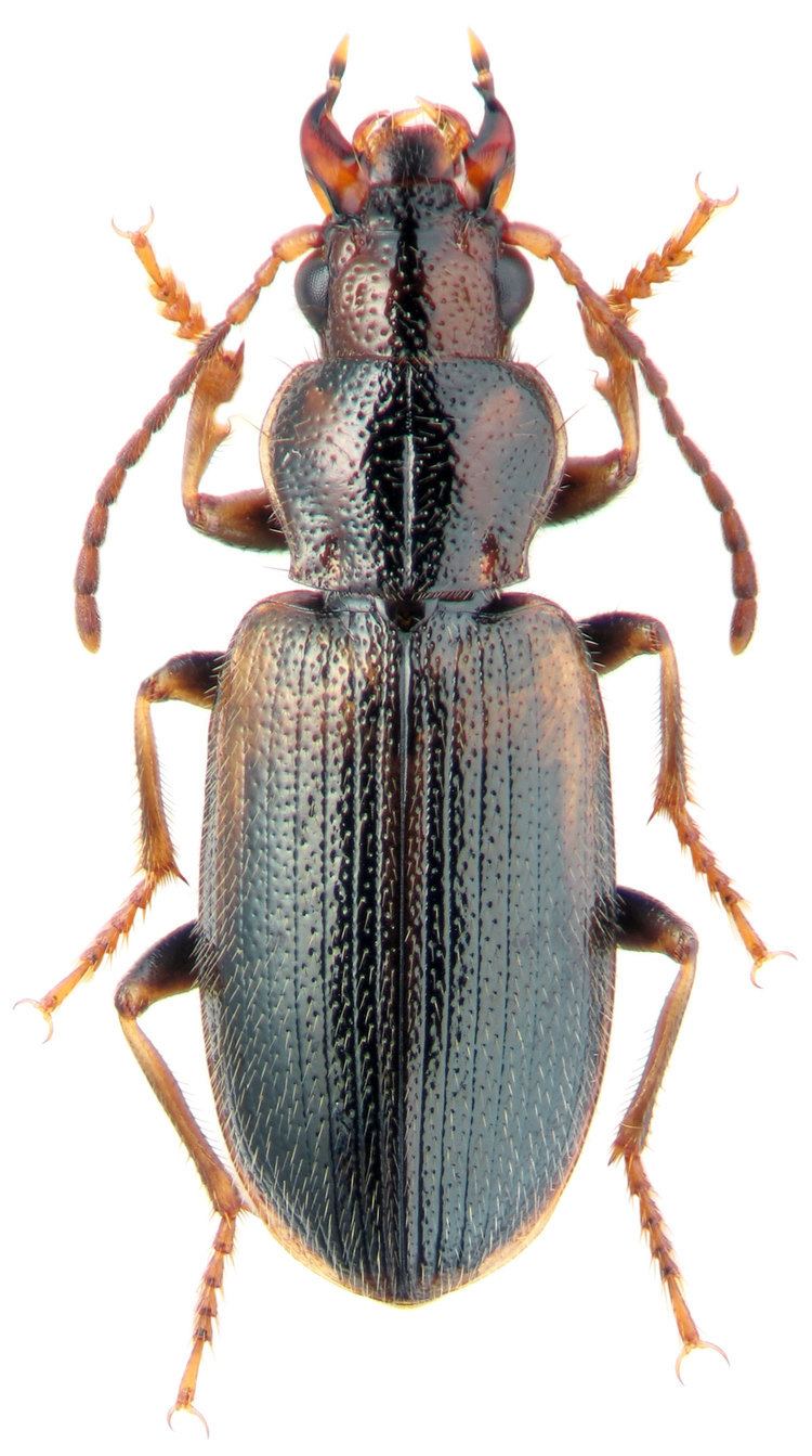 Dicheirotrichus Dicheirotrichus Dicheirotrichus gustavii Crotch 1871 Carabidae
