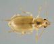 Dicheirotrichus Dicheirotrichus obsoletus Dejean 1829 a ground beetle