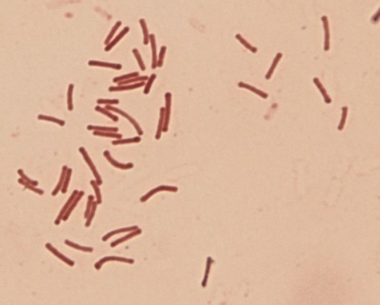 Dichelobacter nodosus forskningno