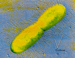 Dichelobacter nodosus Gilbert H John