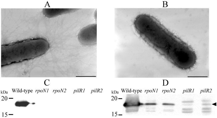 Dichelobacter nodosus Regulation of Type IV Fimbrial Biogenesis in Dichelobacter
