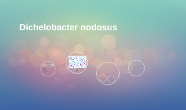 Dichelobacter nodosus Dichelobacter nodosus by Marisol Lpez Dvalos on Prezi