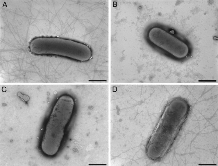 Dichelobacter nodosus jbasmorgcontent183154451F3largejpg
