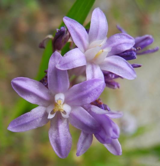 Dichelostemma Pacific Bulb Society Dichelostemma