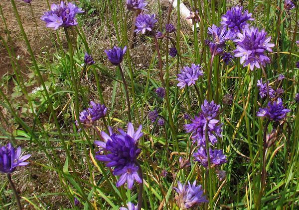 Dichelostemma Pacific Bulb Society Dichelostemma