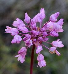 Dichelostemma Dichelostemma Wikipedia