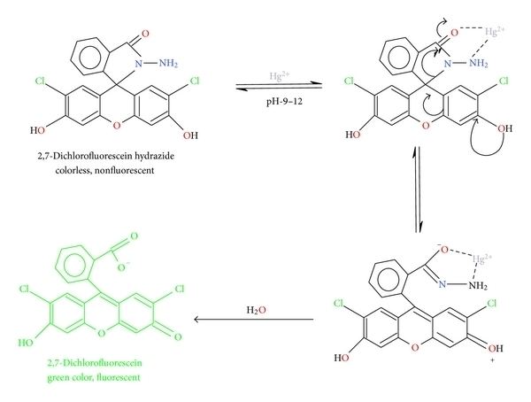Dichlorofluorescein 27Dichlorofluorescein Hydrazide as a New Fluorescent Probe for