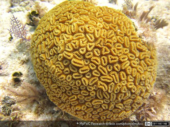 Dichocoenia stokesi Elliptical Star Corals Dichocoenia stokesi MarineBioorg