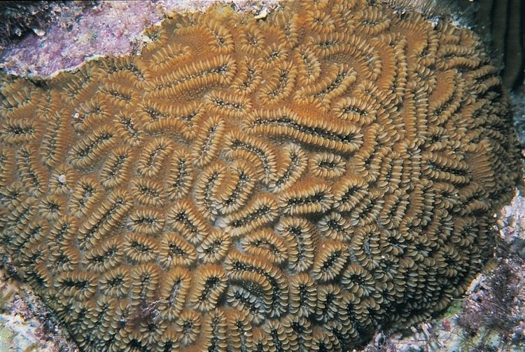 Dichocoenia stokesi Dichocoenia stokesi Corals of the World Photos maps and