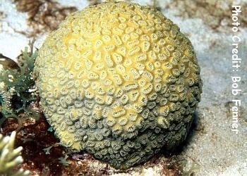 Dichocoenia stokesi Section Corals Stony Group Meandrina and others Family