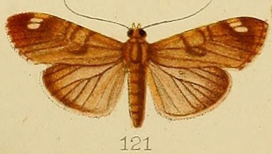 Dichocrocis bimaculalis