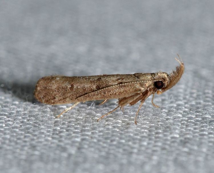 Dichomeris inversella