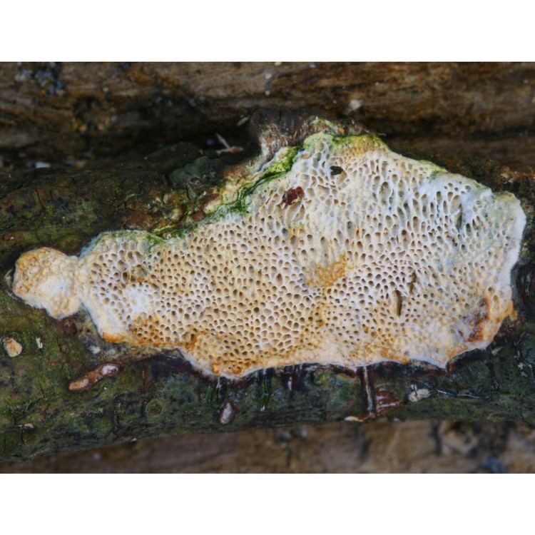 Dichomitus All Fungi Fungi of Great Britain and Ireland