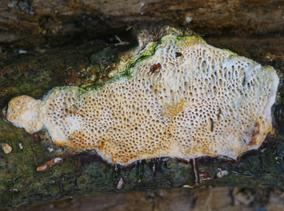 Dichomitus All Fungi Fungi of Great Britain and Ireland