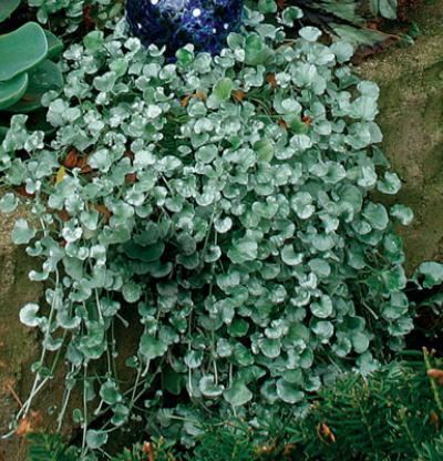 Dichondra Dichondra argentea 39Silver Falls39 Fine Gardening