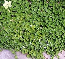 Dichondra httpsuploadwikimediaorgwikipediacommonsthu