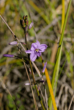 Dichopogon strictus wwwpfaforgAdminPlantImagesDichopogonStrictusgif