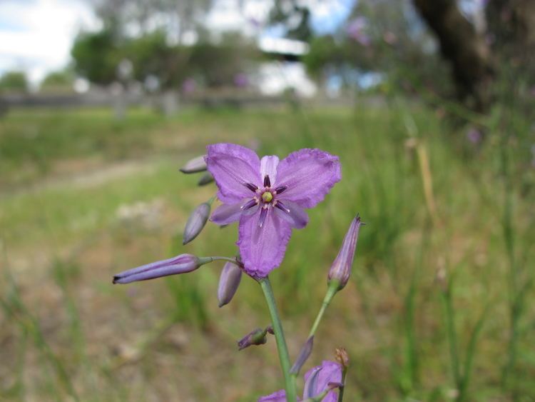 Dichopogon strictus FileDichopogon strictus flower3 SWS 15441925678jpg Wikimedia