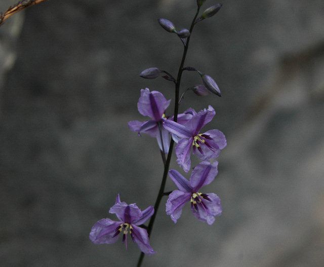 Dichopogon strictus Pacific Bulb Society Dichopogon