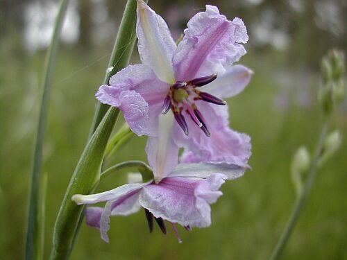 Dichopogon strictus Pacific Bulb Society Dichopogon