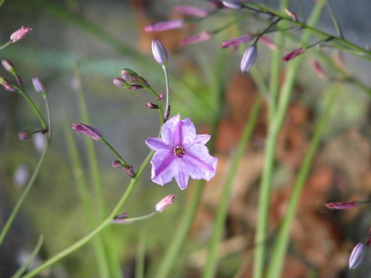 Dichopogon strictus FileDichopogon strictus 14056408719jpg Wikimedia Commons