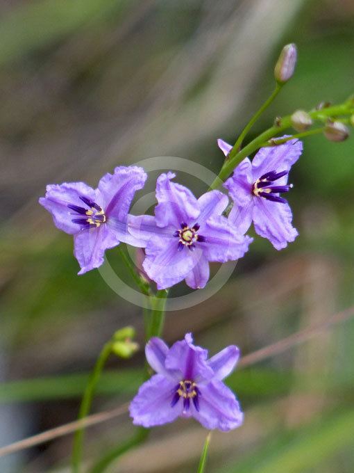 Dichopogon strictus Dichopogon strictus Chocolate Lily information amp photos