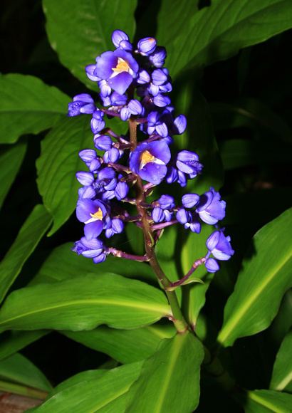 Dichorisandra thyrsiflora Dichorisandra thyrsiflora Blue Ginger Blueginger Hawaiian