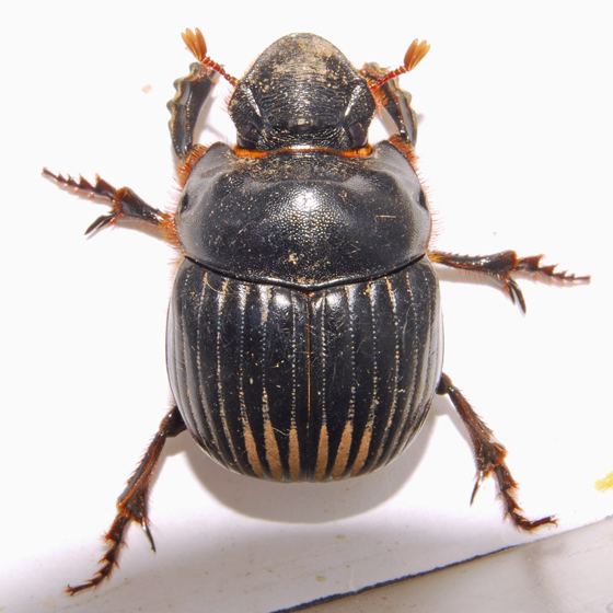 Dichotomius Dung Beetle Dichotomius carolinus BugGuideNet