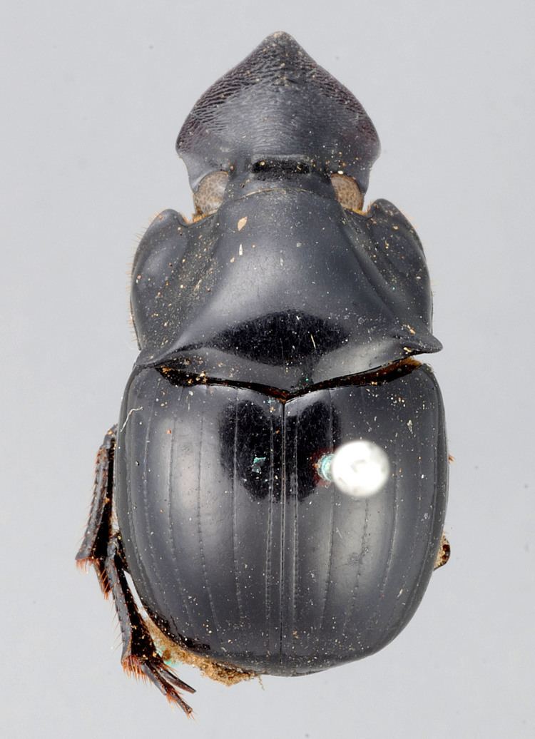 Dichotomius Scarabaeinae Scarabaeinae dung beetles