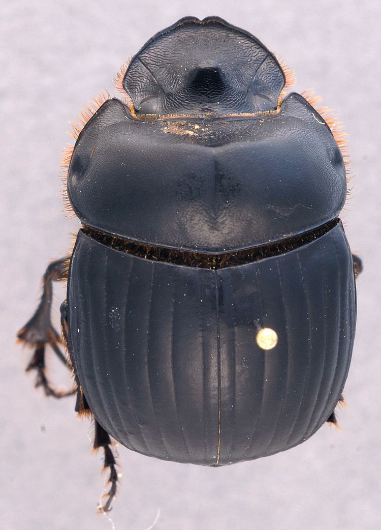 Dichotomius Scarabaeinae Scarabaeinae dung beetles