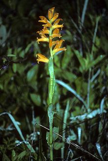 Dichromanthus aurantiacus httpsuploadwikimediaorgwikipediacommonsthu