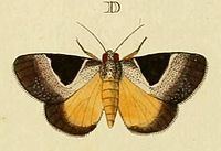 Dichromia sagitta httpsuploadwikimediaorgwikipediacommonsthu