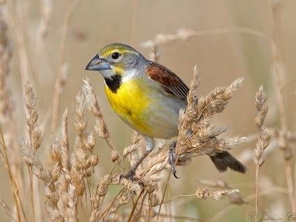 Dickcissel Dickcissel Identification All About Birds Cornell Lab of Ornithology