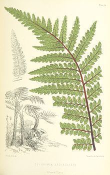 Dicksonia arborescens httpsuploadwikimediaorgwikipediacommonsthu